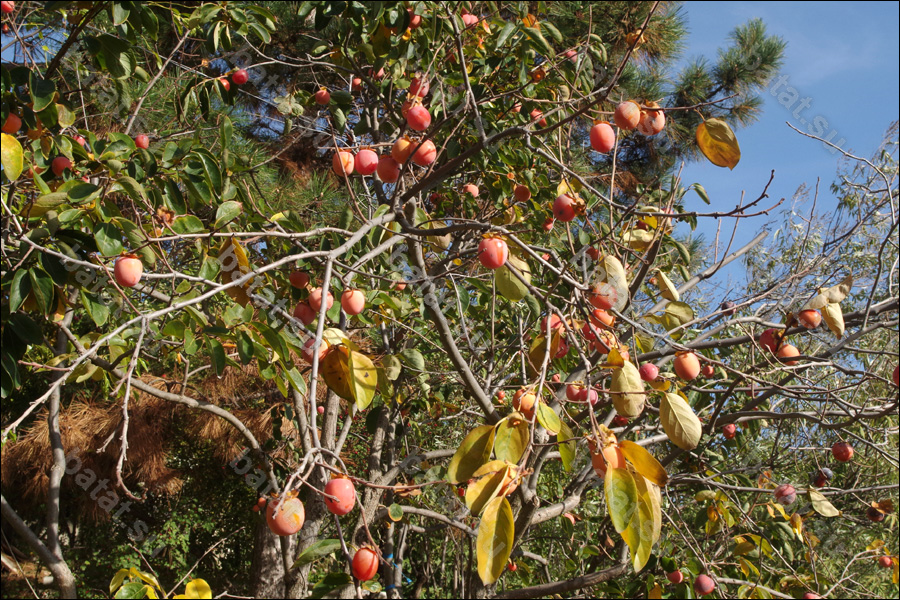 Деревце морозостойкой гибридной хурмы с созревающими плодами.