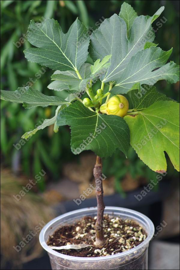 Полосатый инжир