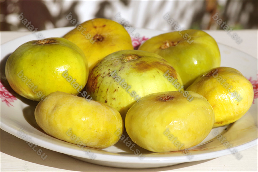 Узбекский Жёлтый, плоды.