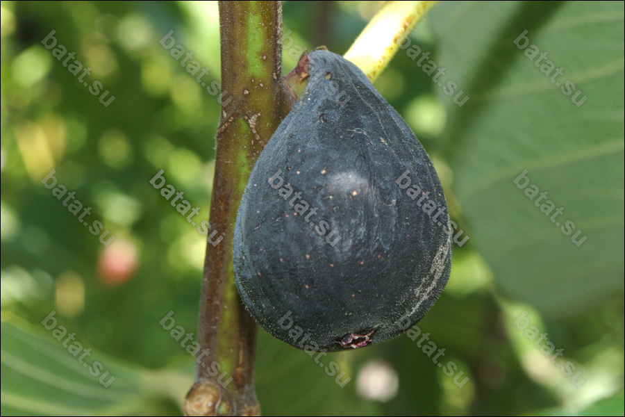 Violette de Bordeau, плод на дереве.