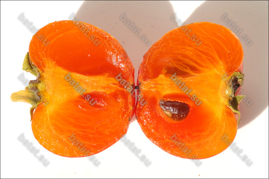 Морозостойкие сорта гибридной хурмы. Гибрид хурмы и абрикоса. Хурма Кавказская. Хурма морозостойкая купить
