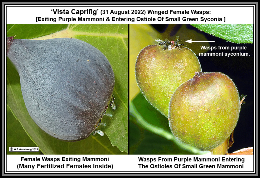 Ветвь с плодами виргинской хурмы Мидер.