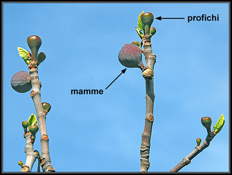 После вымерзания саженец хурмы отбивает побеги от корня.