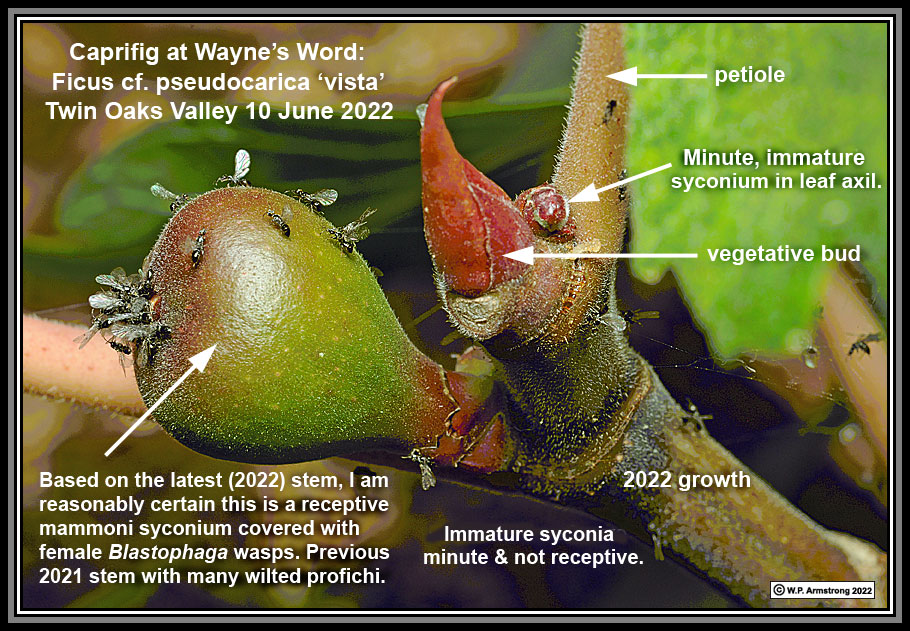 Сеянцы кавказской хурмы.