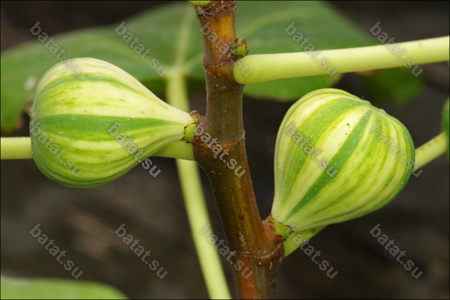 Bordissot Negra Rimada, незрелые плоды.