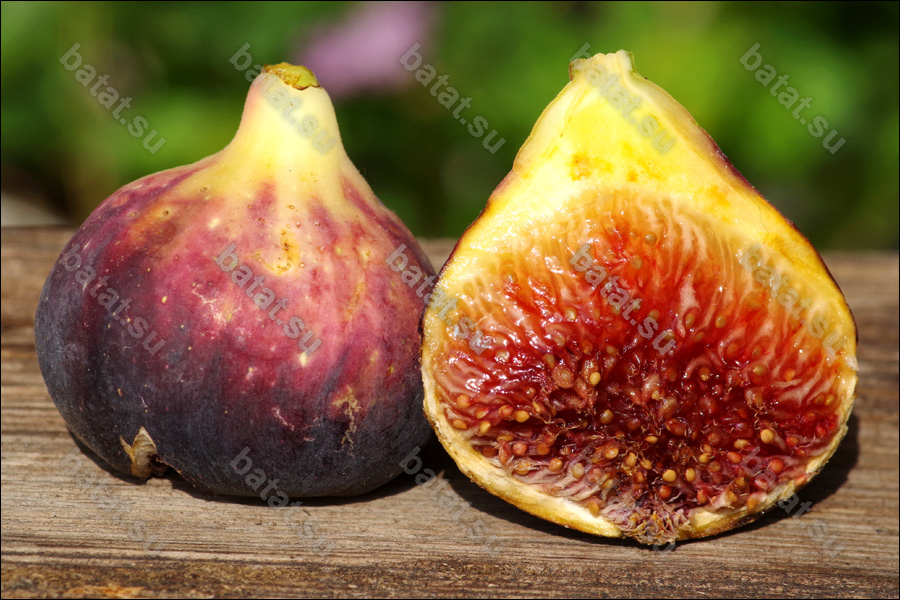 Bordissot Negra Rimada, плод в разрезе.