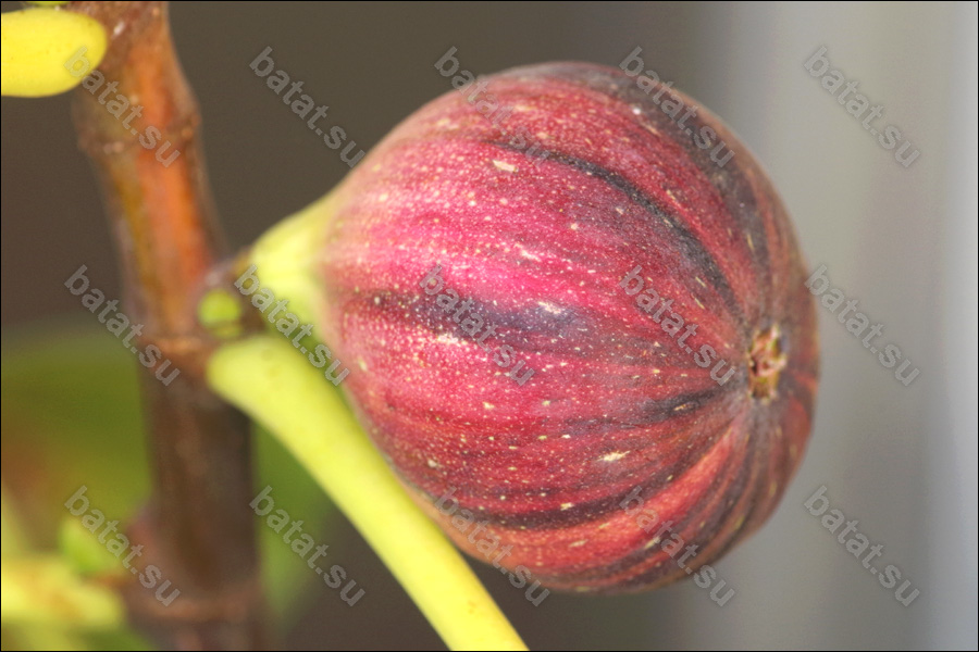 Bordissot Negra Rimada, плод.