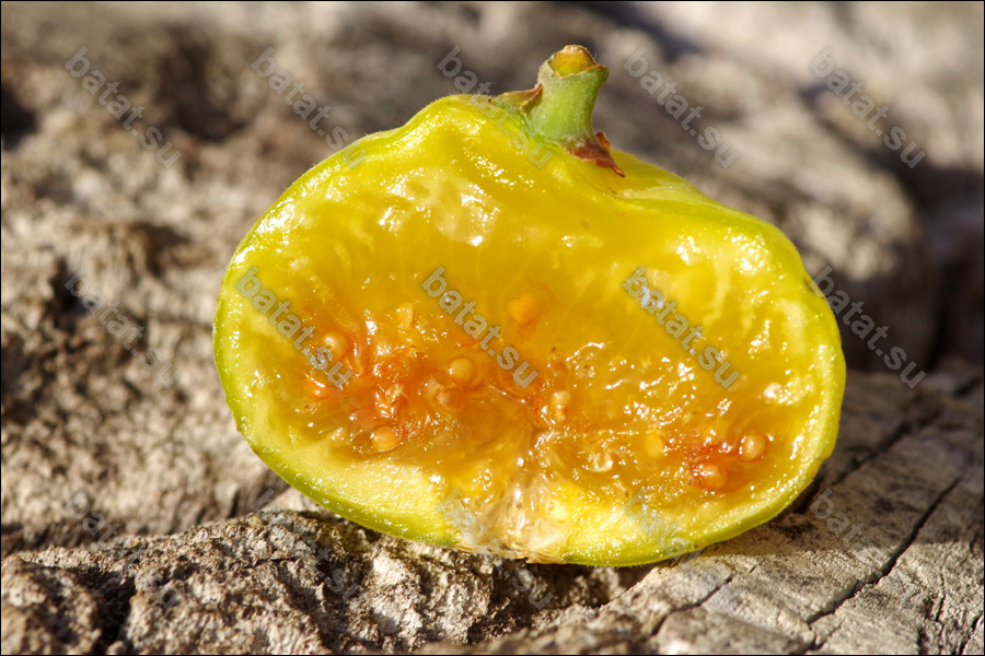 Campaniere, плод в разрезе.