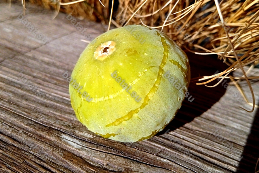 Campaniere, плод