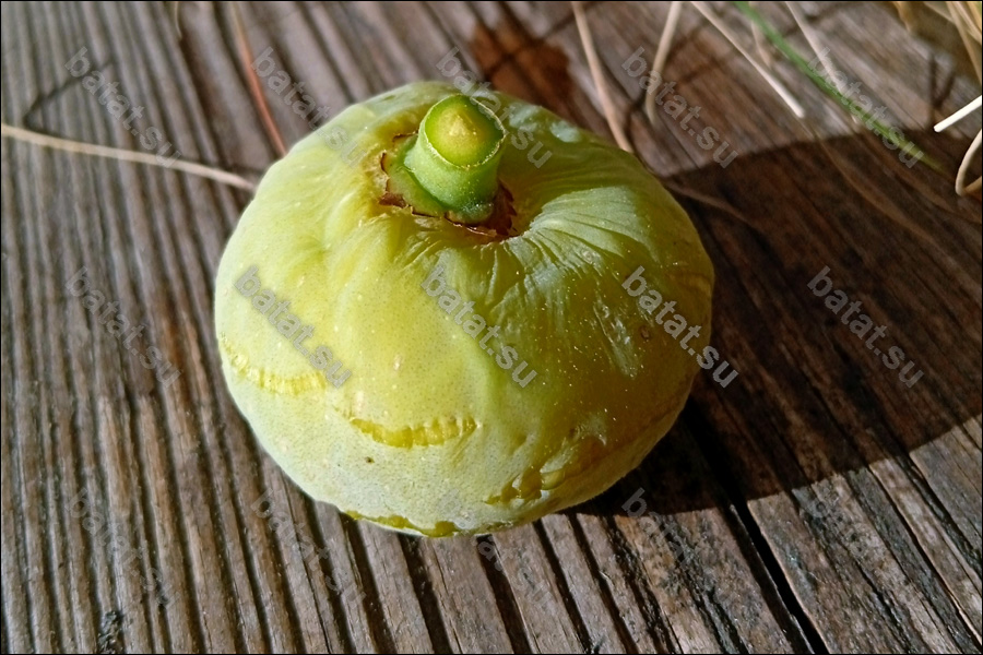 Campaniere, плод