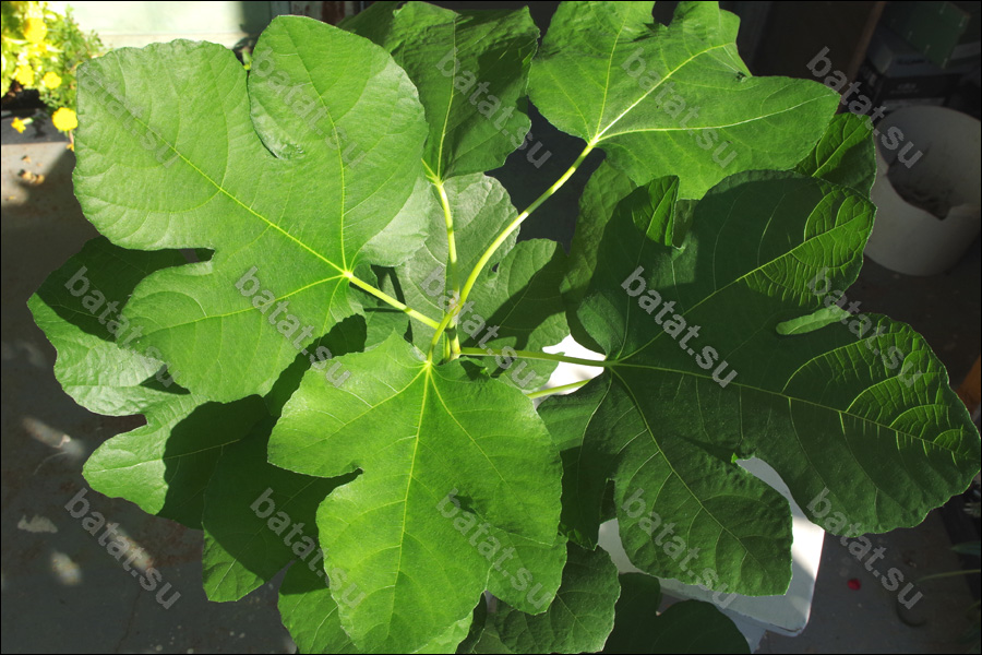 Cordelia, листья.