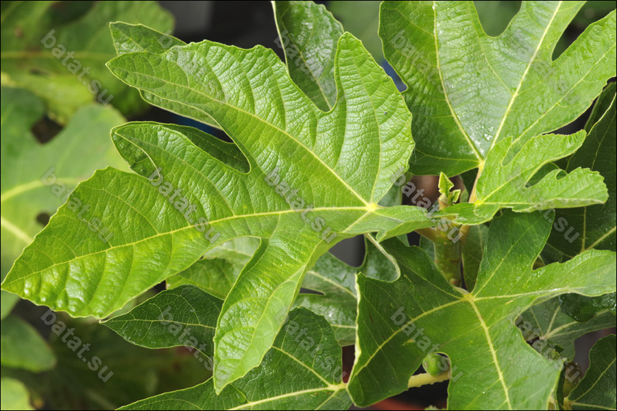 De Tres Esplets, листья.