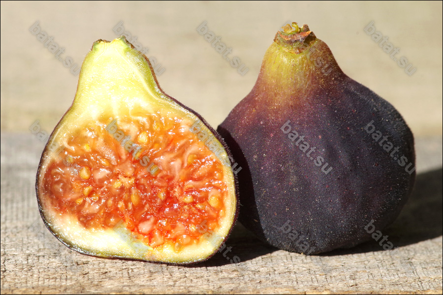 De Tres Esplets, плод в разрезе.