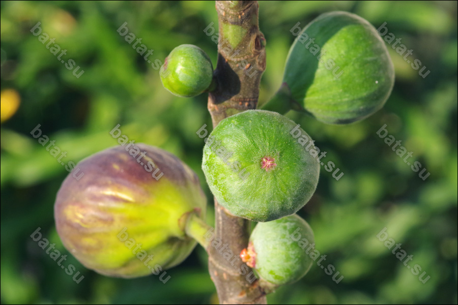 De Tres Esplets, созревающие плоды.