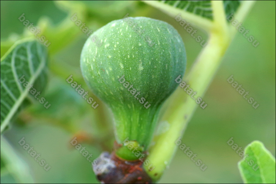 Dulcina Breba, незрелый плод.