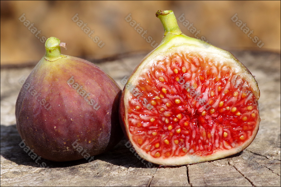 Florea, зрелые плоды.