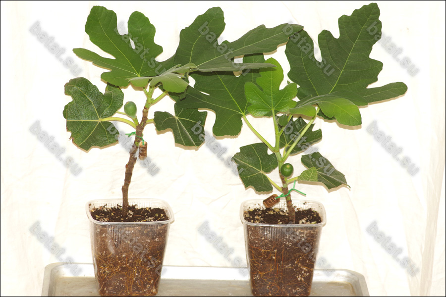 Пример предлагаемых саженцев инжира. Сорт Улучшенная Селеста - маленькая, но уже с плодами!