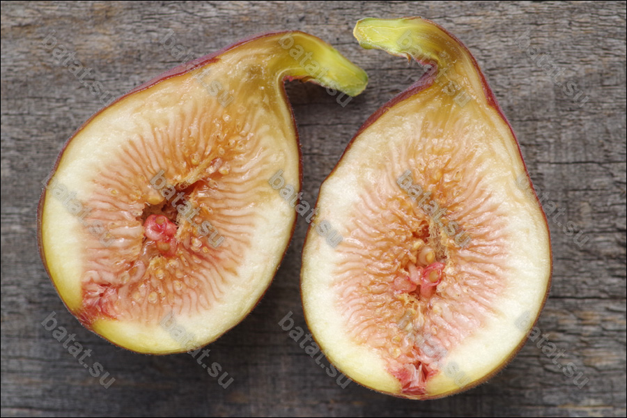 LSU Improved Celeste, плод в разрезе.