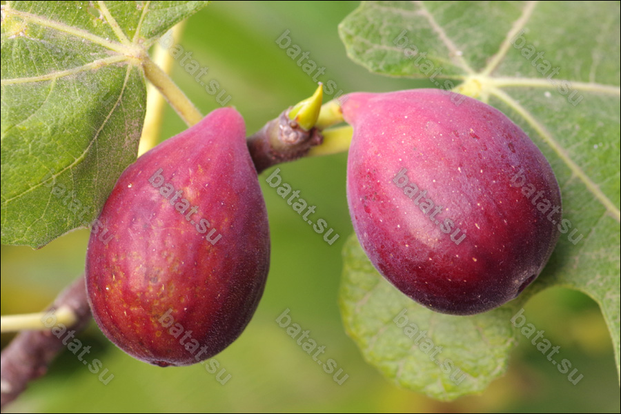 LSU Improved Celeste, созревающие плоды.