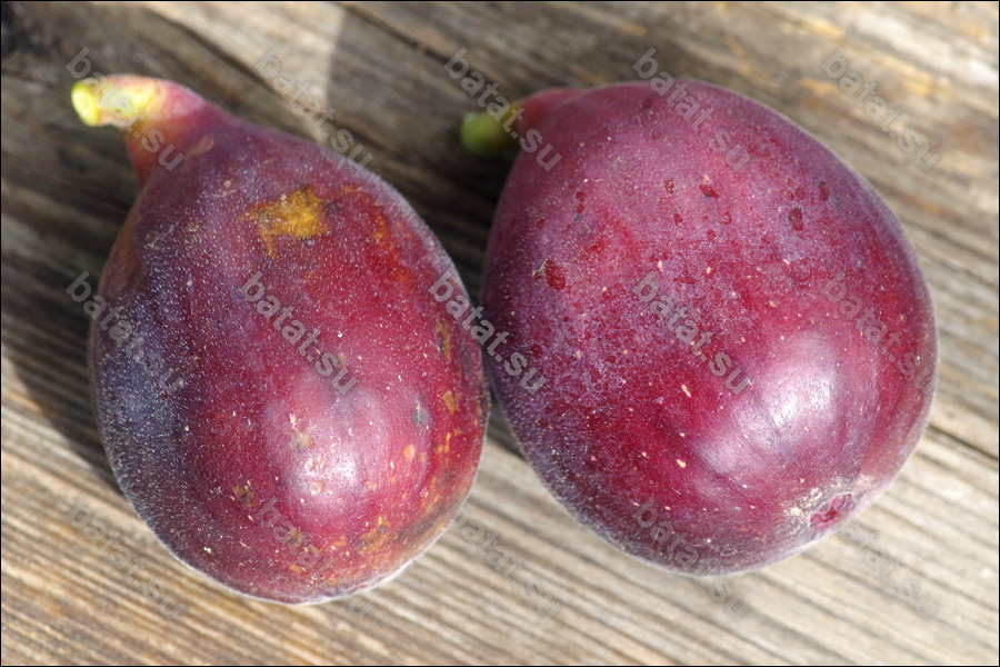 LSU Improved Celeste, плоды.