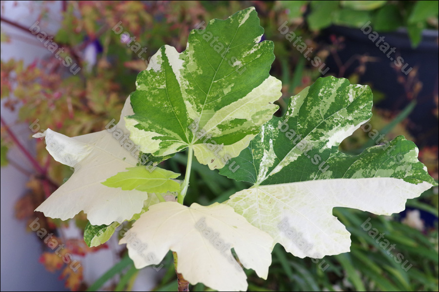 Jolly Tiger, молодое растение.