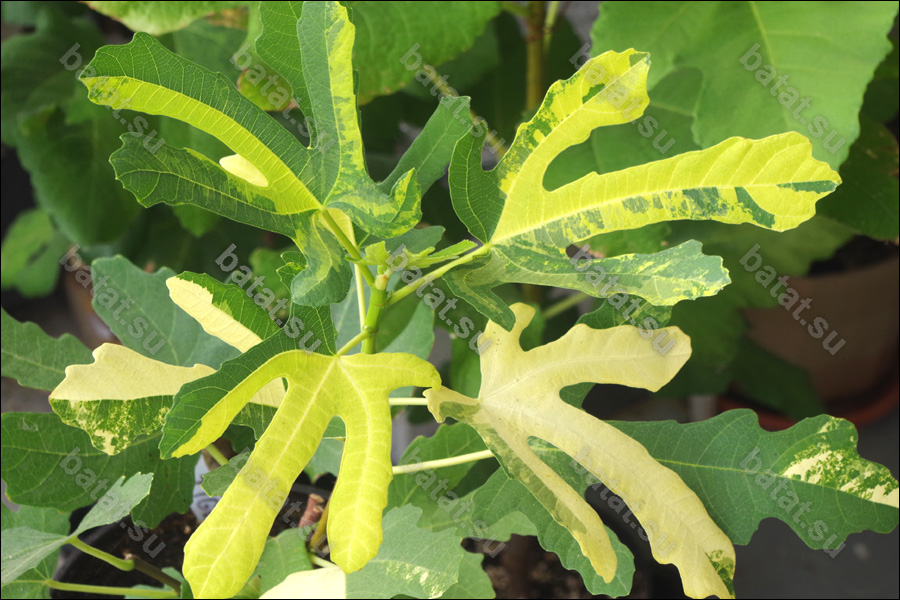 Kits Tiger Thailand, молодое растение.