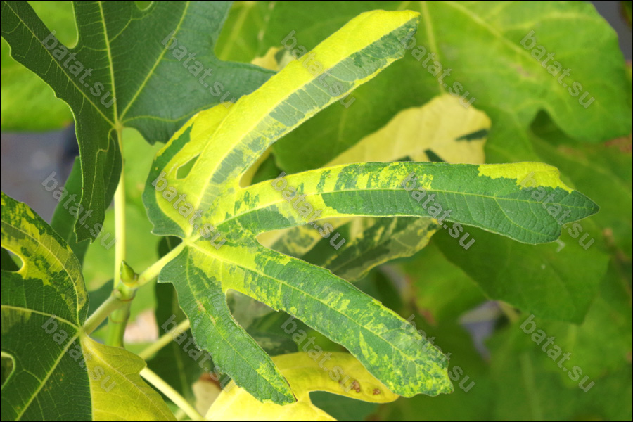 Kits Tiger Thailand, лист.