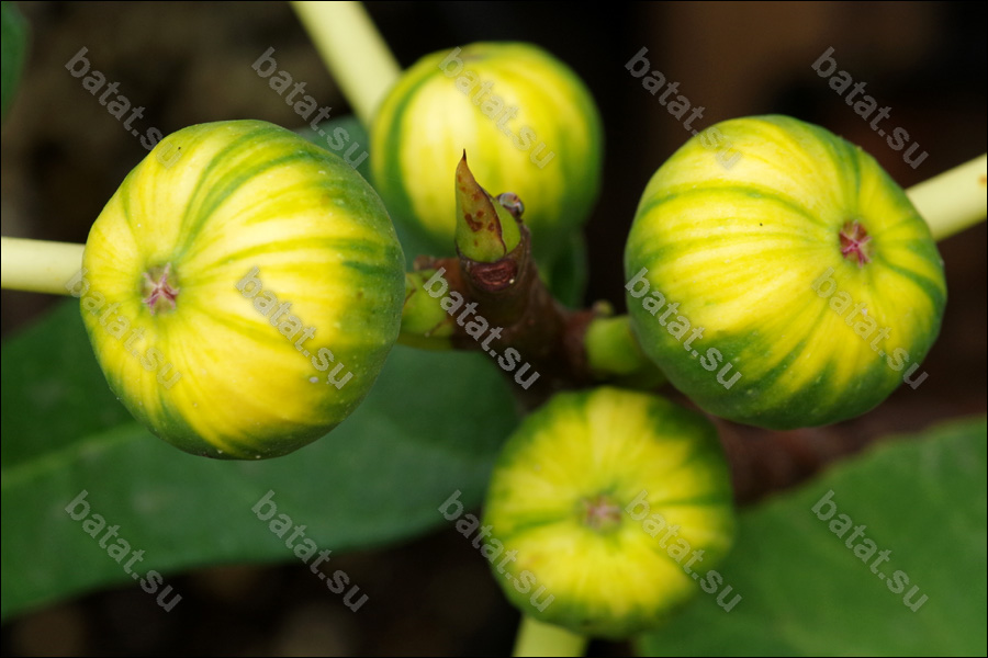 Martinenca Rimada, плоды.