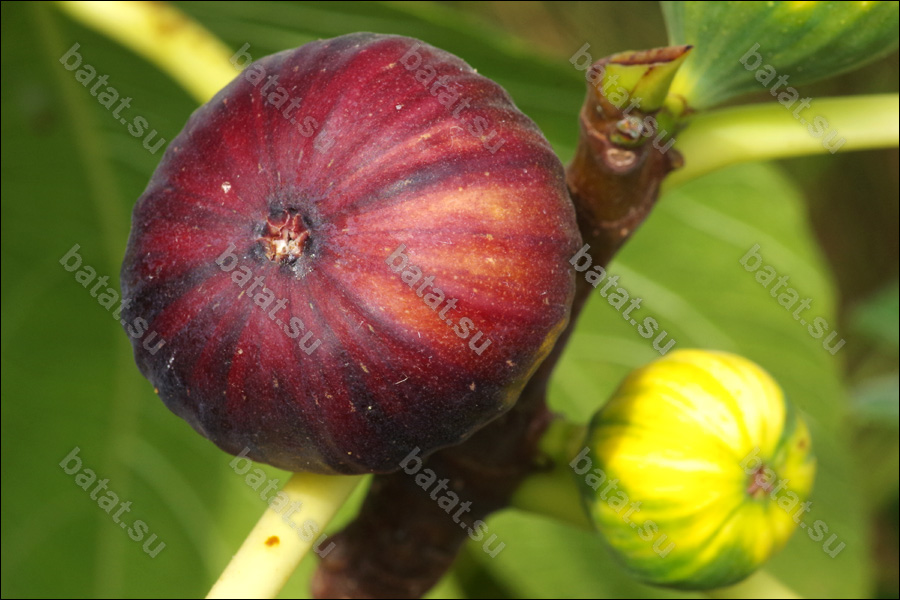 Martinenca Rimada, плоды.