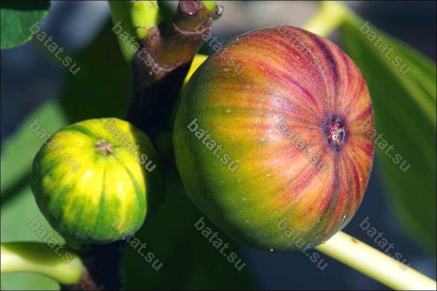 Martinenca Rimada, плоды.