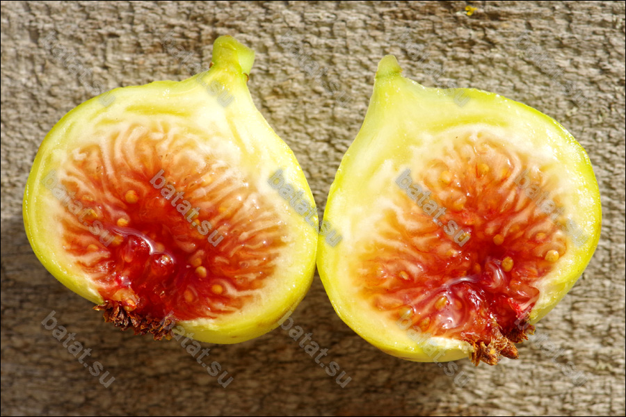 Vartika, плод в разрезе.