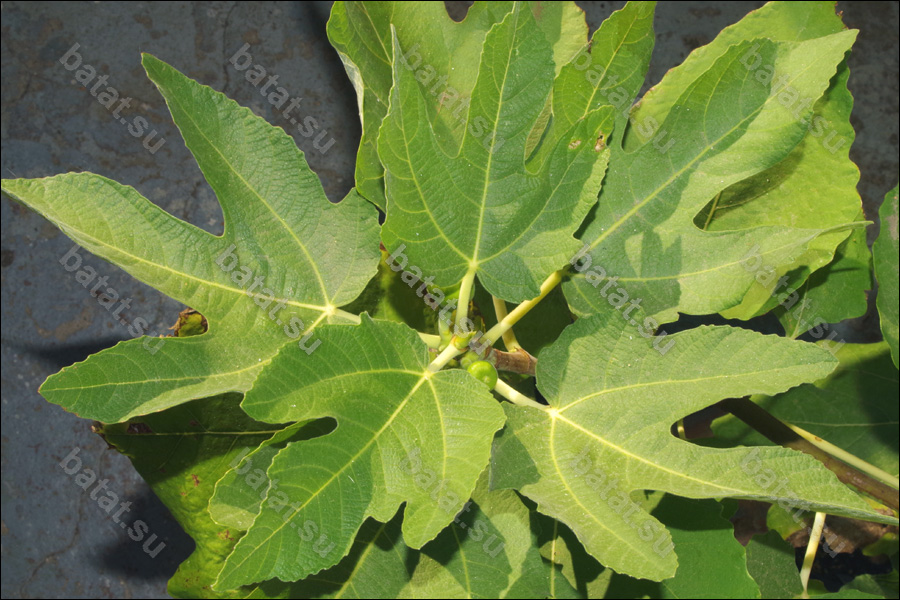 Vartika, листья.