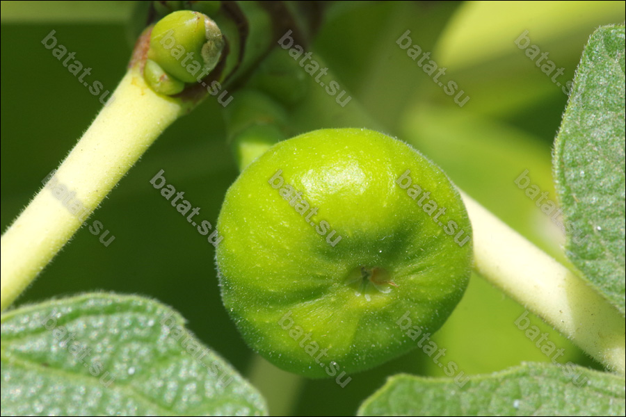 Vartika, молодая завязь.