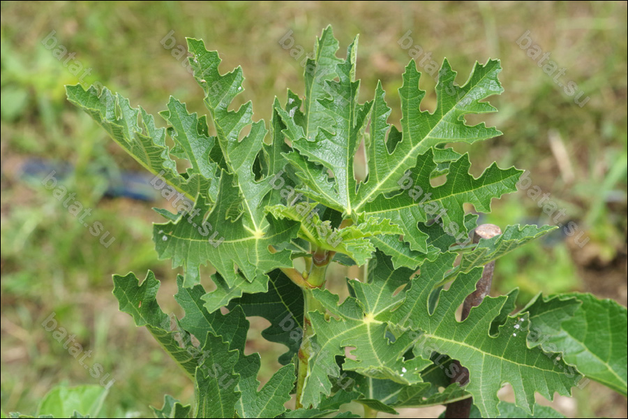 Zard Afgani, молодой побег.